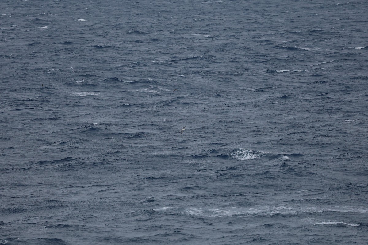 poseidonlire - ML646030566