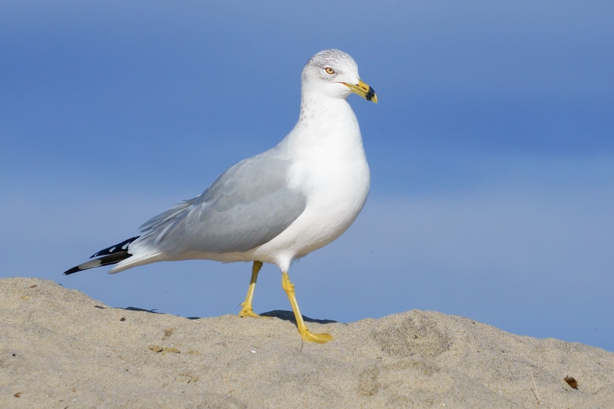 ringnebbmåke - ML646030567