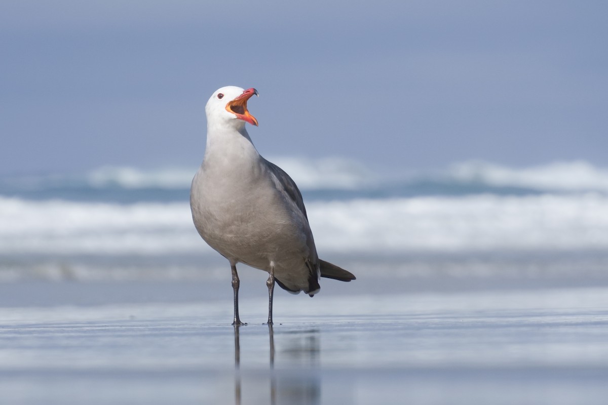 askemåke - ML646030568