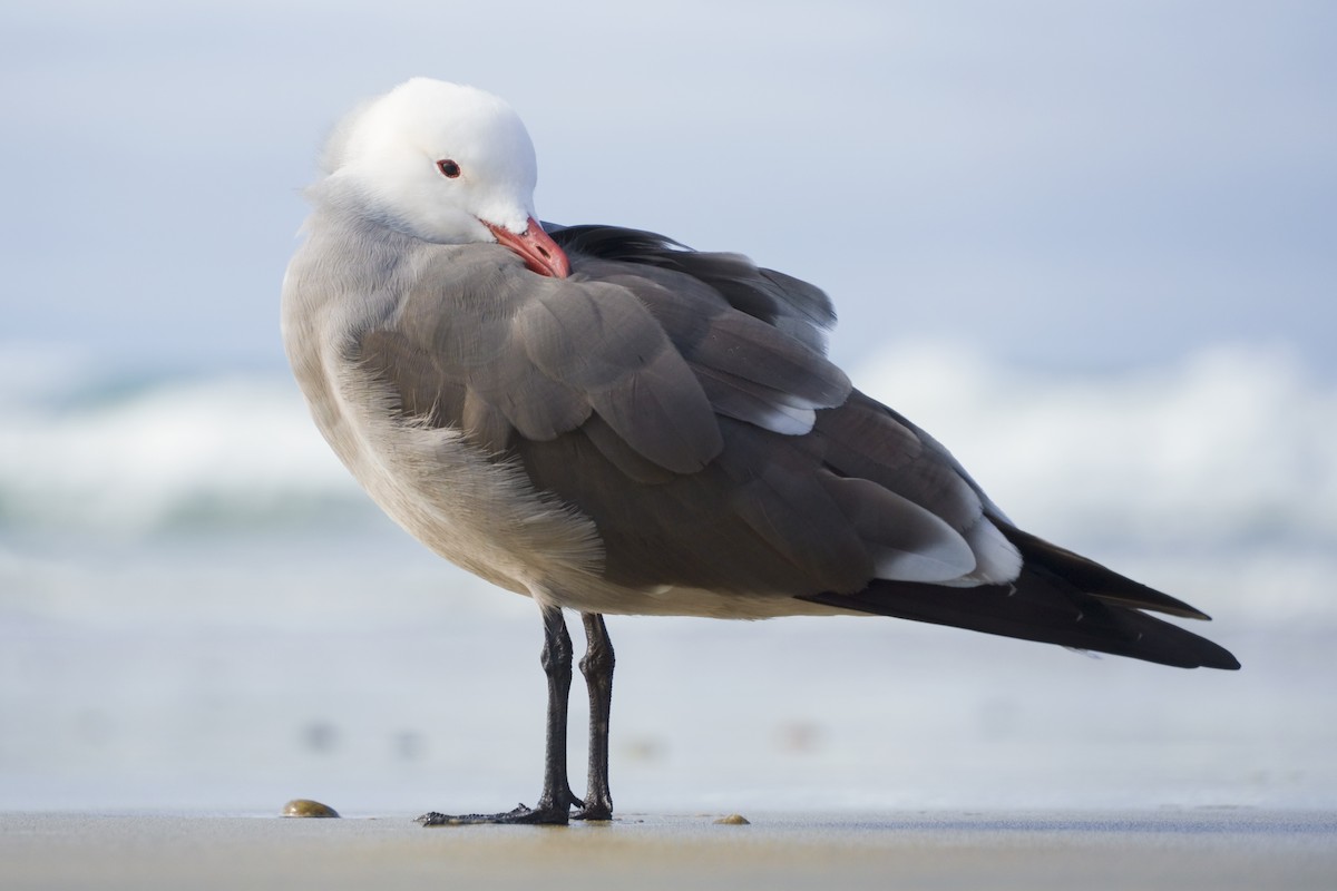 askemåke - ML646030569