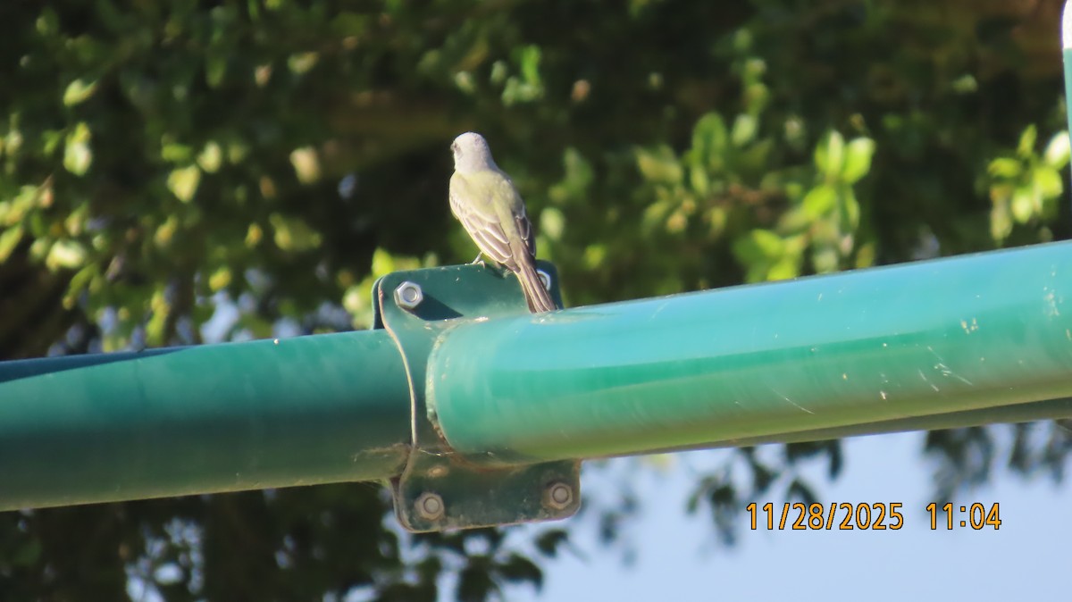 Tropical Kingbird - ML646030570