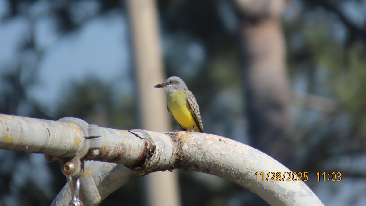 Tropical Kingbird - ML646030571