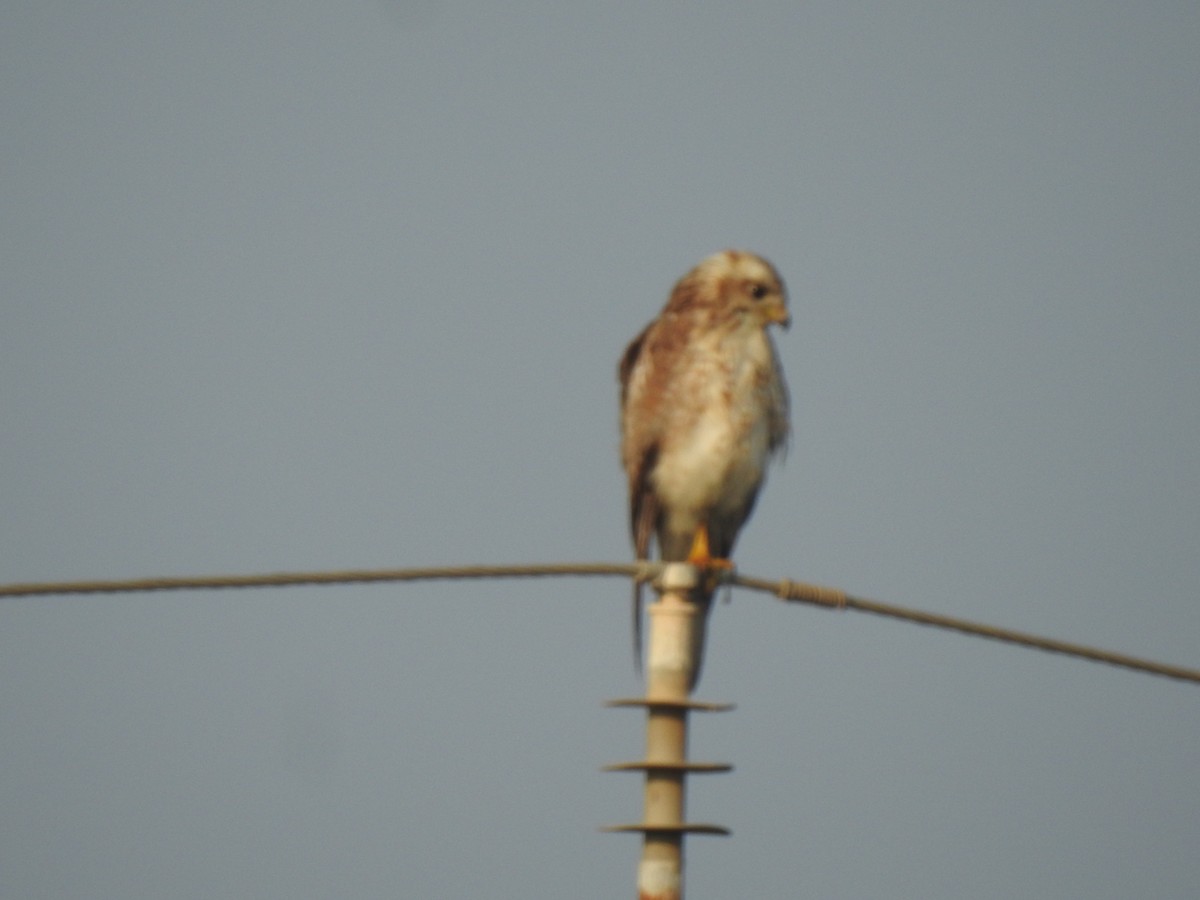 hvitøyevåk - ML646030572