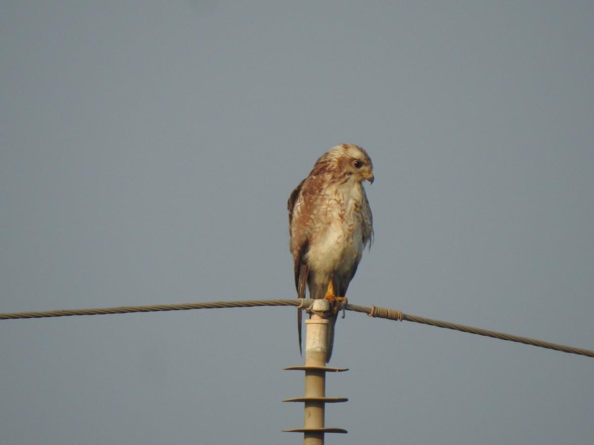 hvitøyevåk - ML646030573