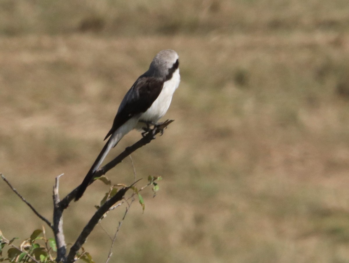 akasievarsler - ML646030574