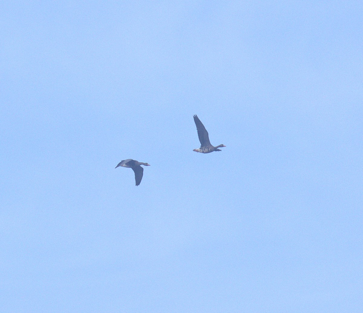 husa běločelá - ML646030576