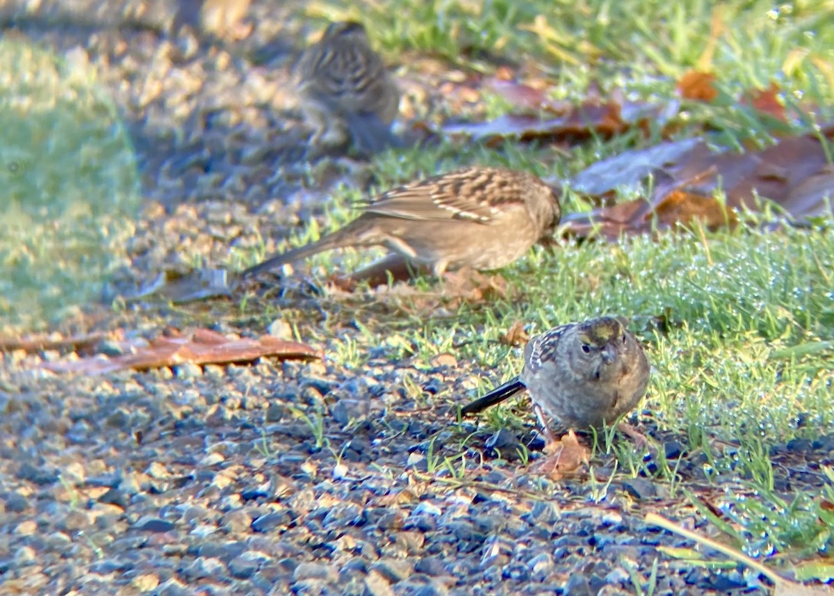 gulkronespurv - ML646030577