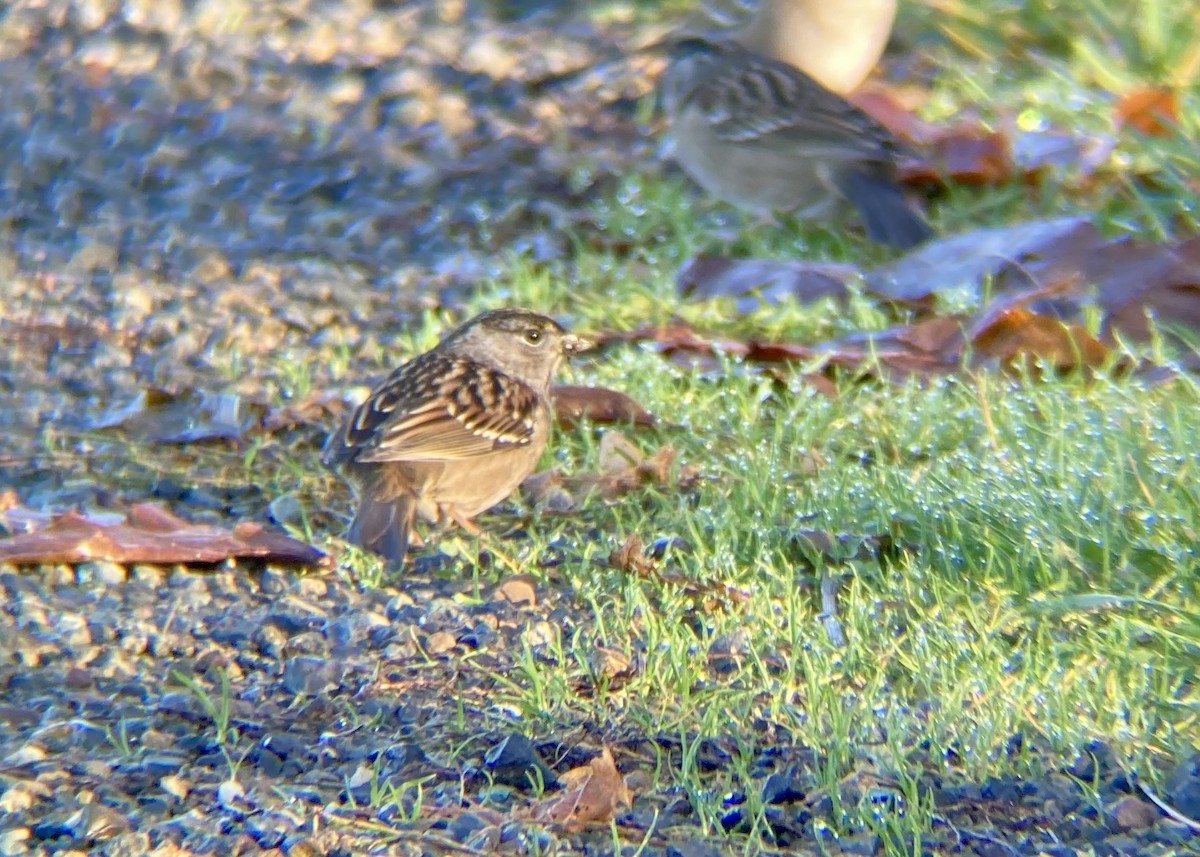 gulkronespurv - ML646030578