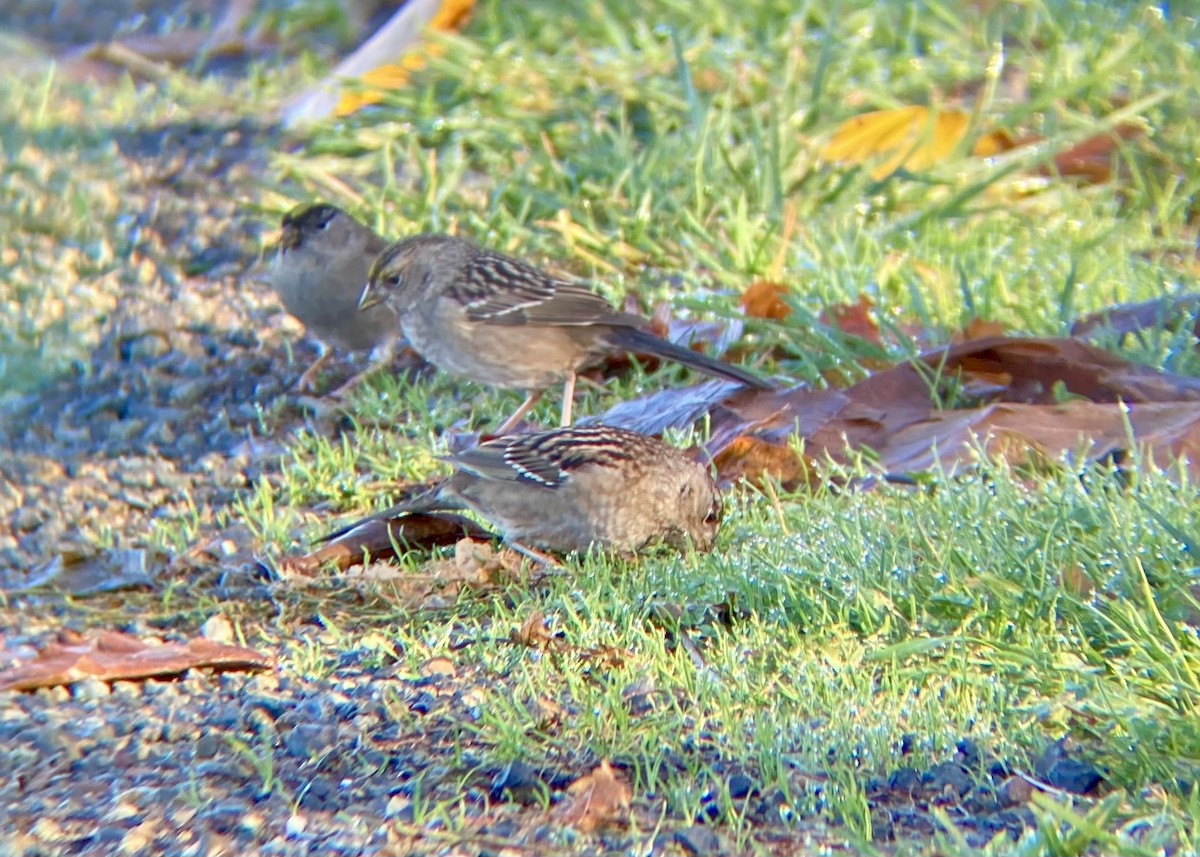 gulkronespurv - ML646030579