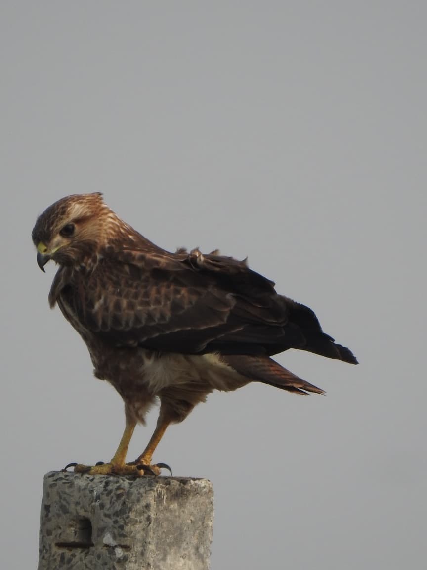 musvåk - ML646030582