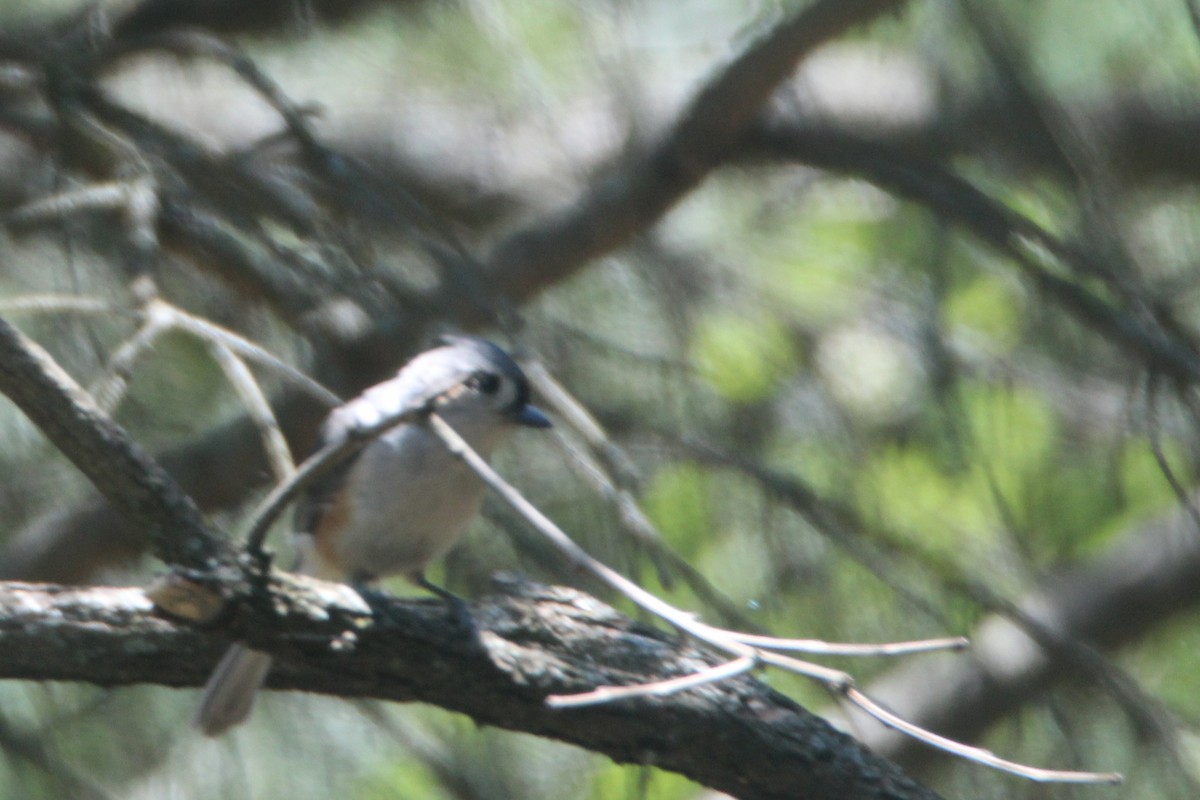 gråduskmeis - ML646030586