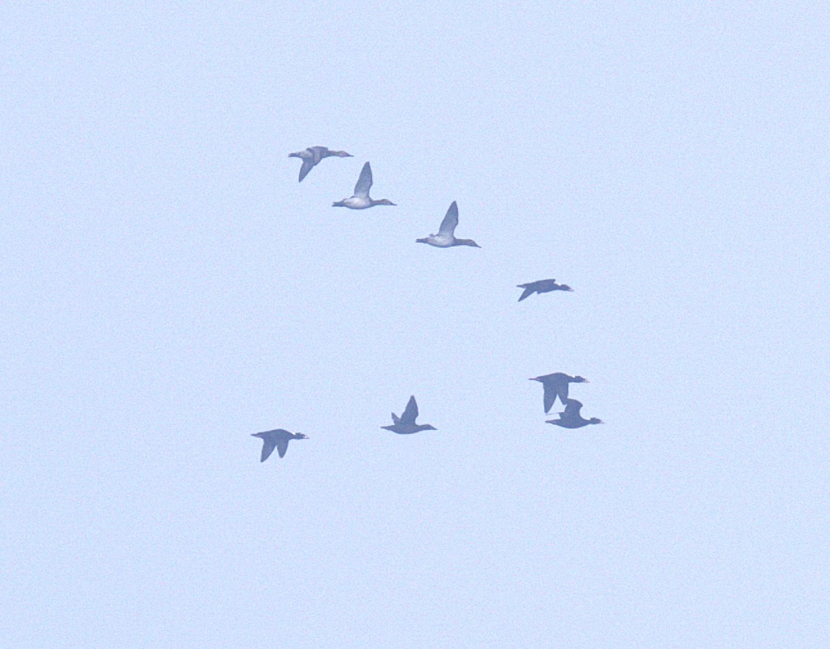 polák dlouhozobý - ML646030587