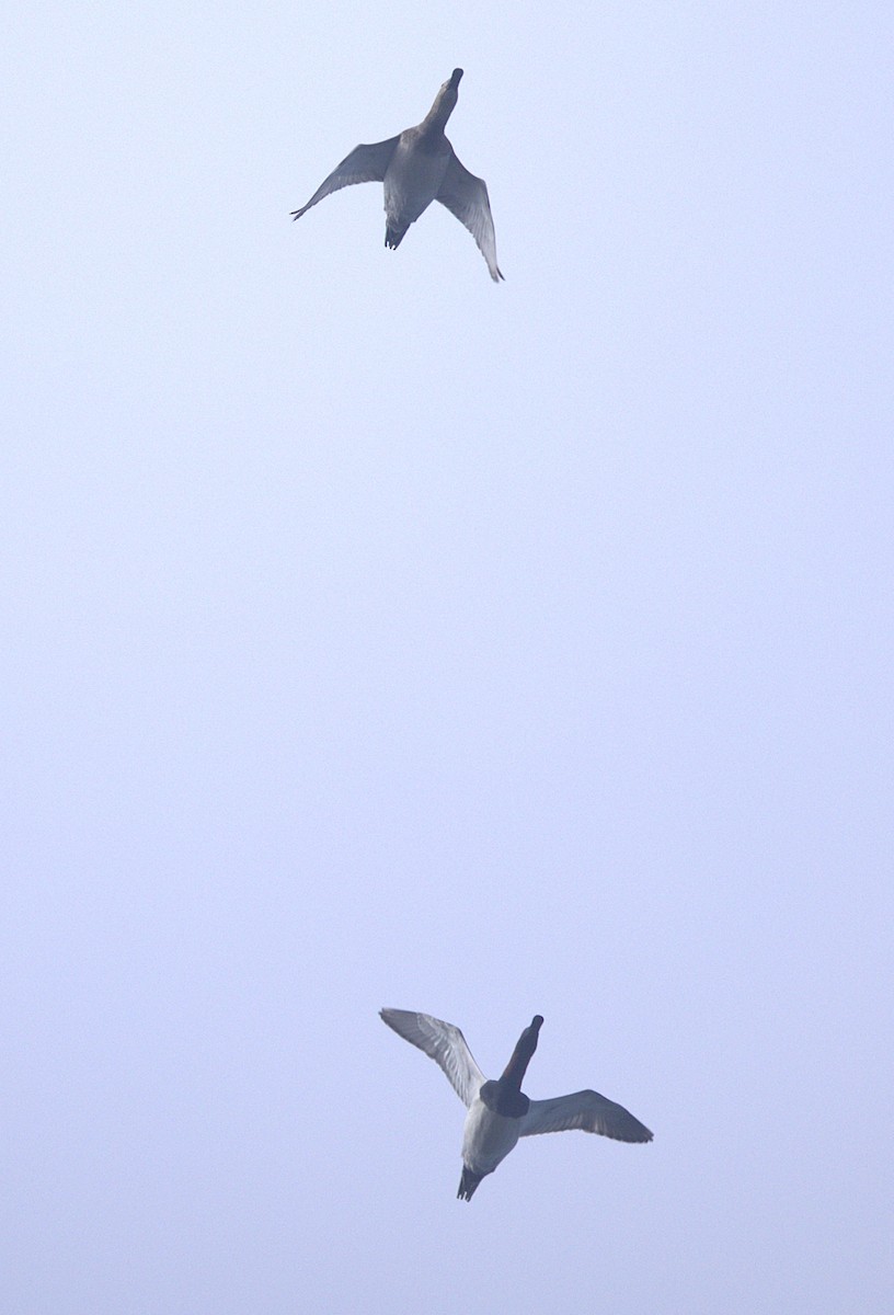 polák dlouhozobý - ML646030588