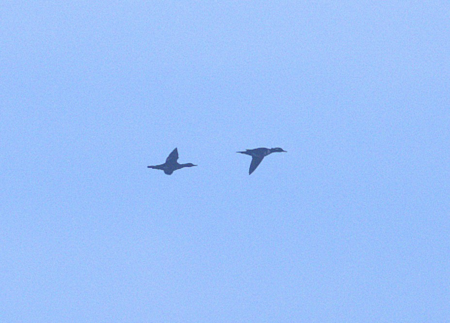 morčák chocholatý - ML646030593