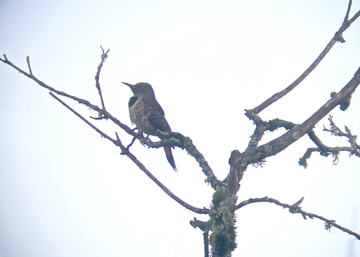 Northern Flicker - ML646030594