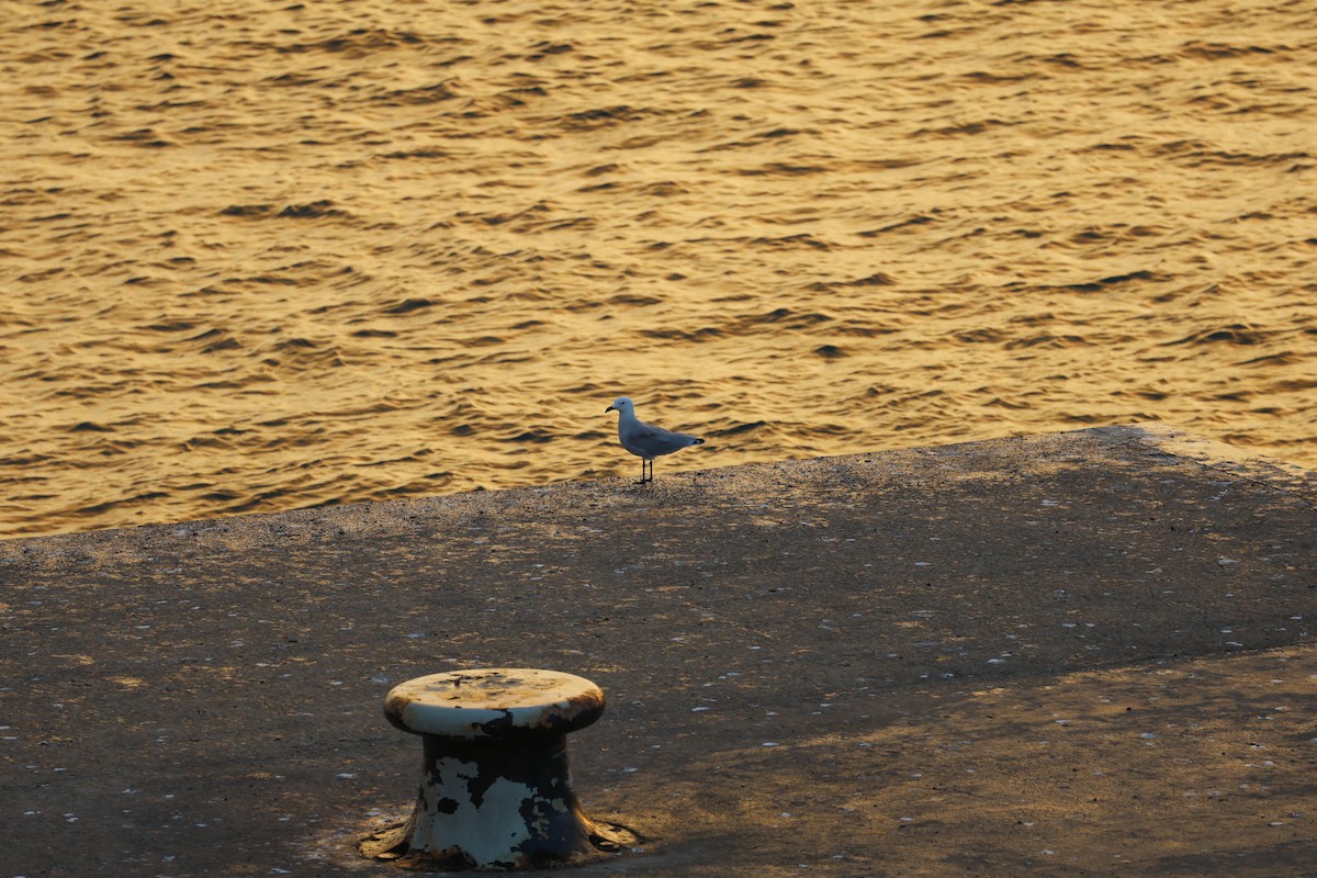 Audouin's Gull - ML646030596