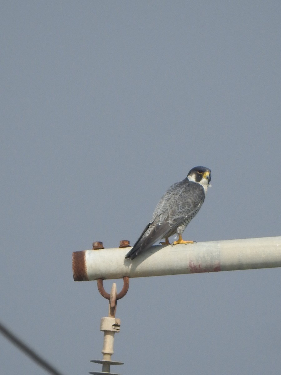 sokol stěhovavý - ML646030597