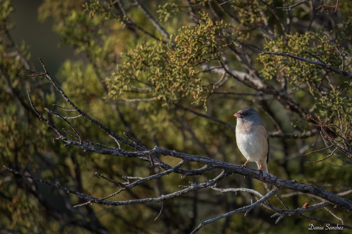 Dark-eyed Junco - ML646030598