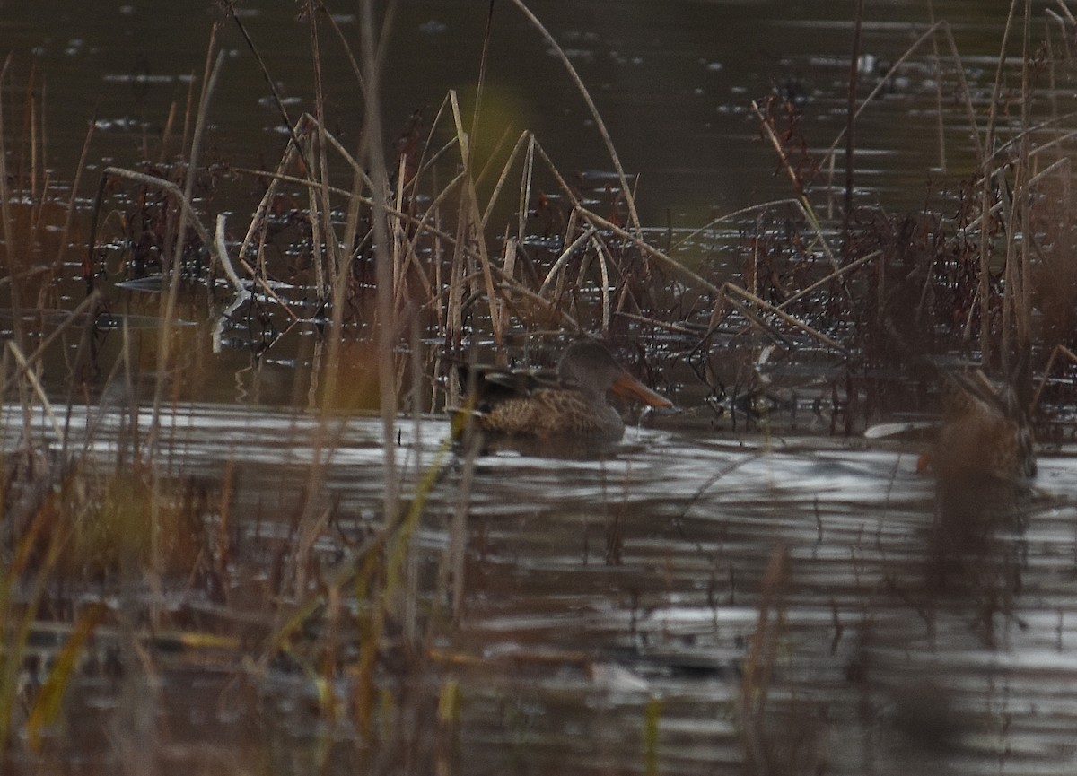 Northern Shoveler - ML646030600
