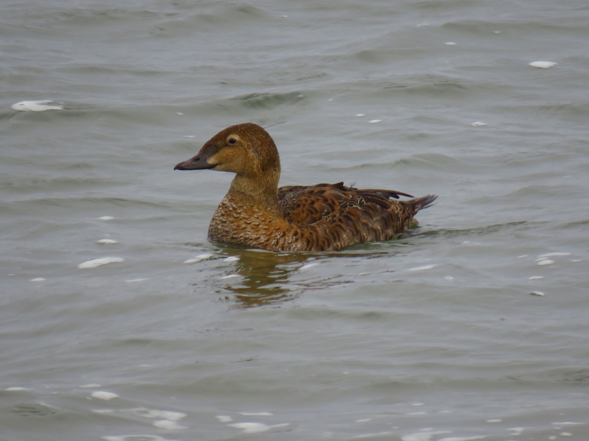 kajka královská - ML646030602