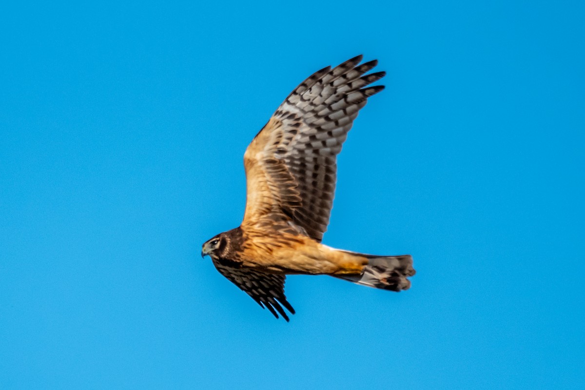 Лунь американський - ML646030609