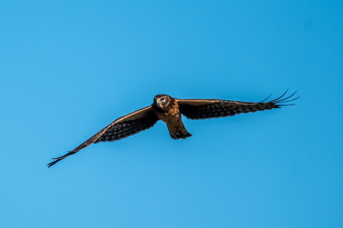 Лунь американський - ML646030610