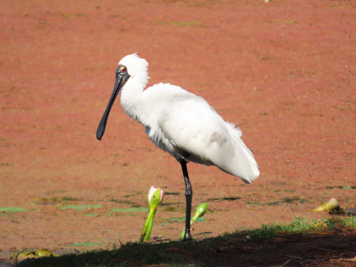 kolpík královský - ML646030622