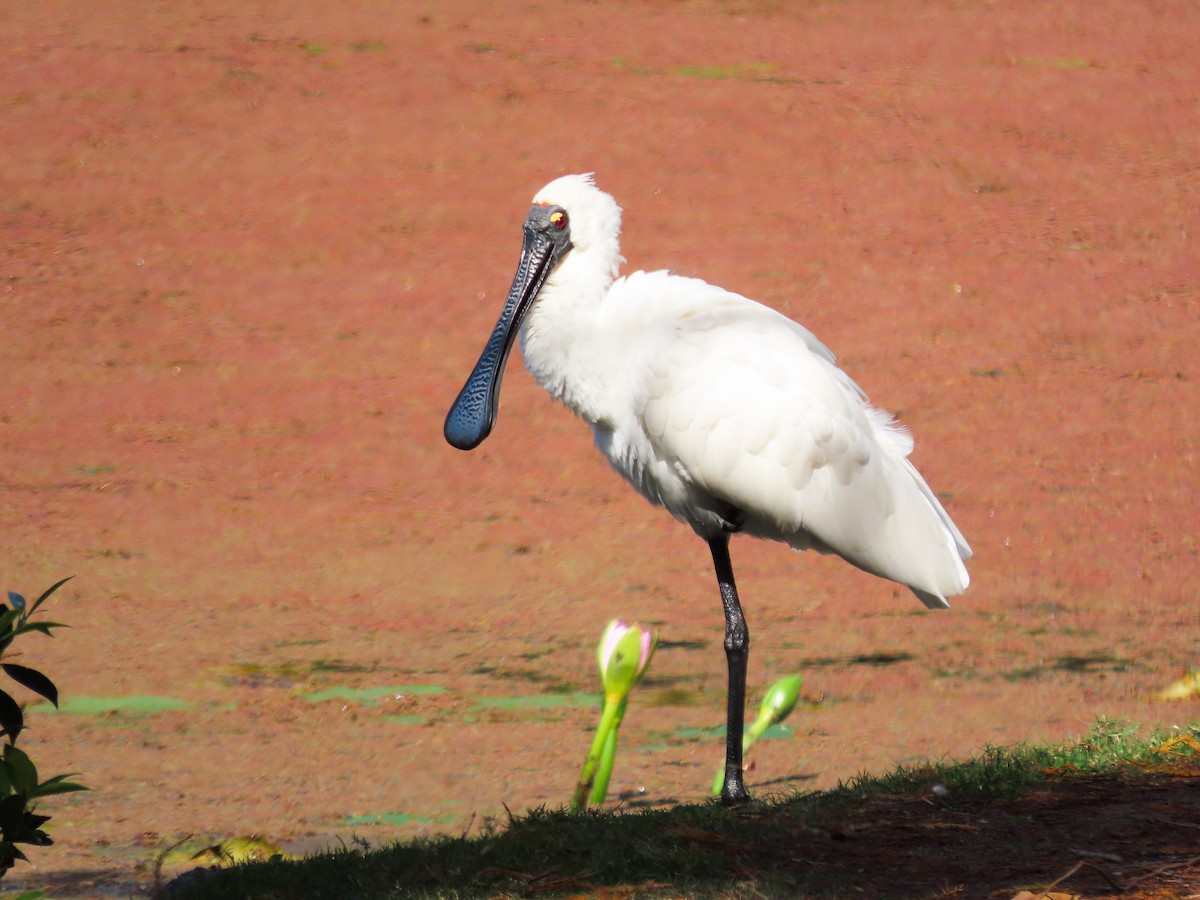 kolpík královský - ML646030623