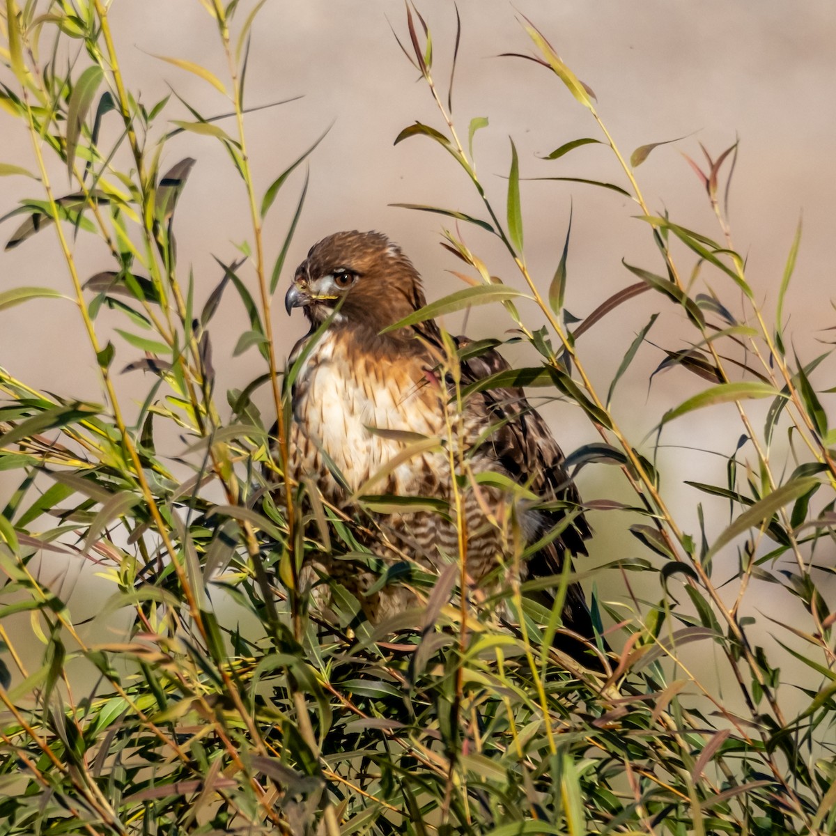 Red-tailed Hawk - ML646030624