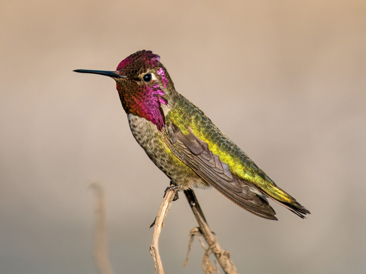 Anna's Hummingbird - ML646030625