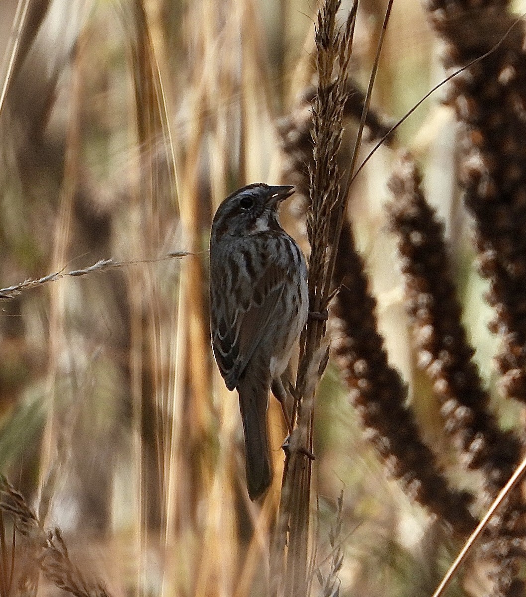 strnadec zpěvný - ML646030631