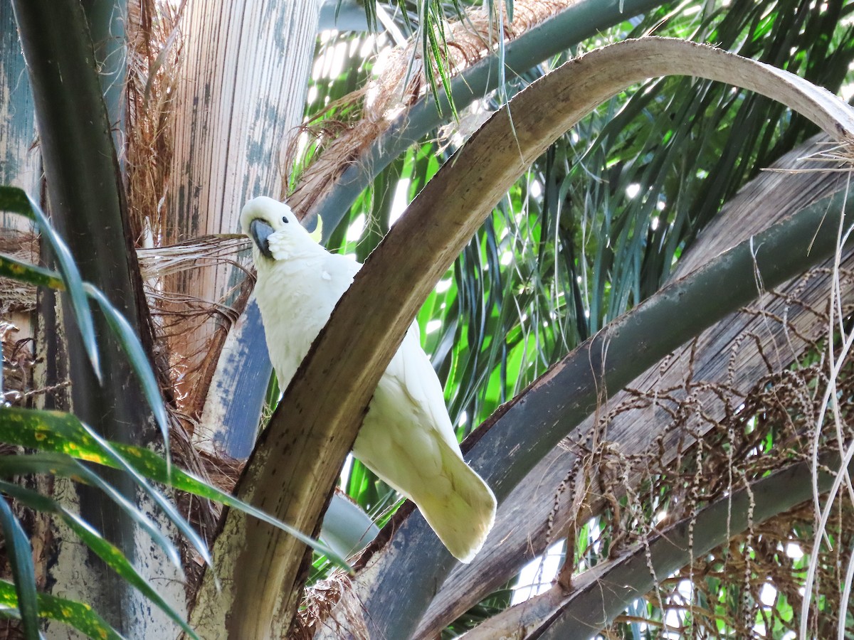 kakadu žlutočečelatý - ML646030632