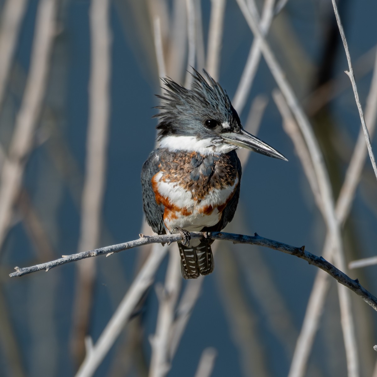 rybařík pruhoprsý - ML646030633