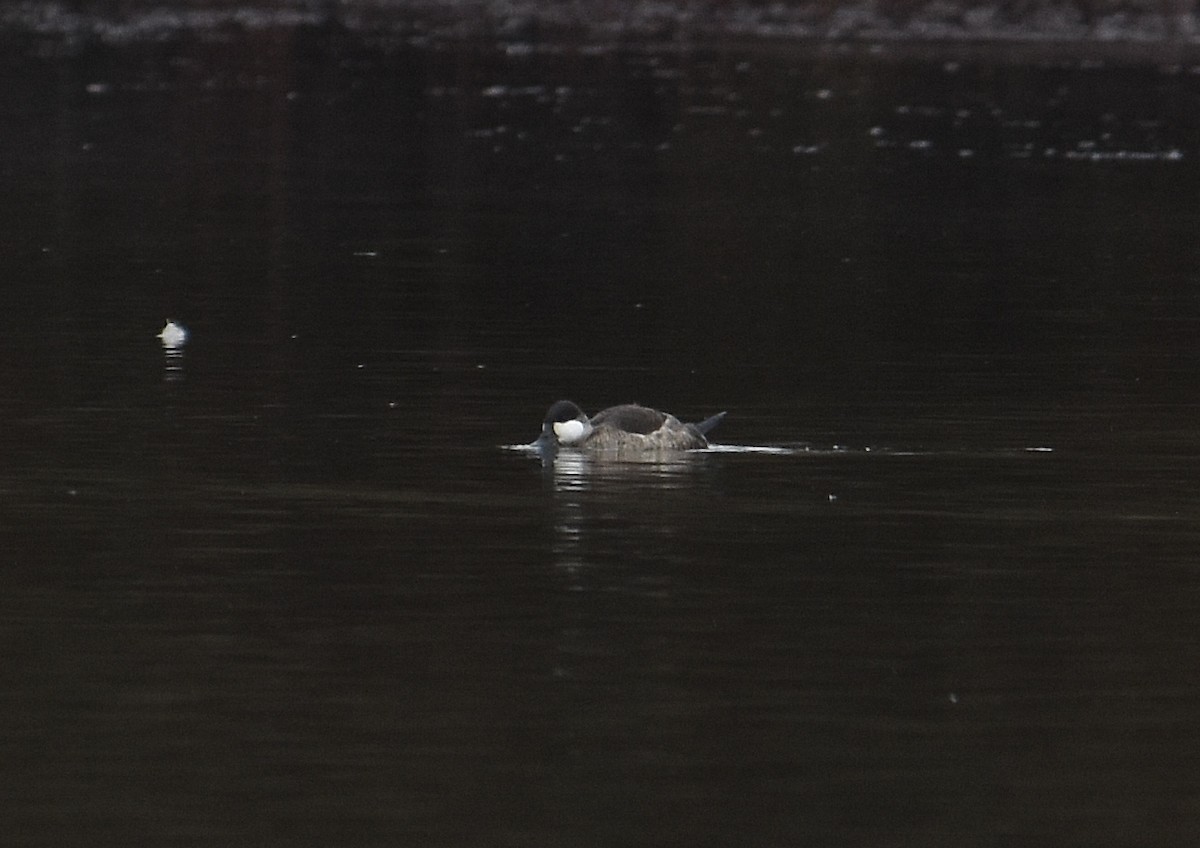 kachnice kaštanová - ML646030643