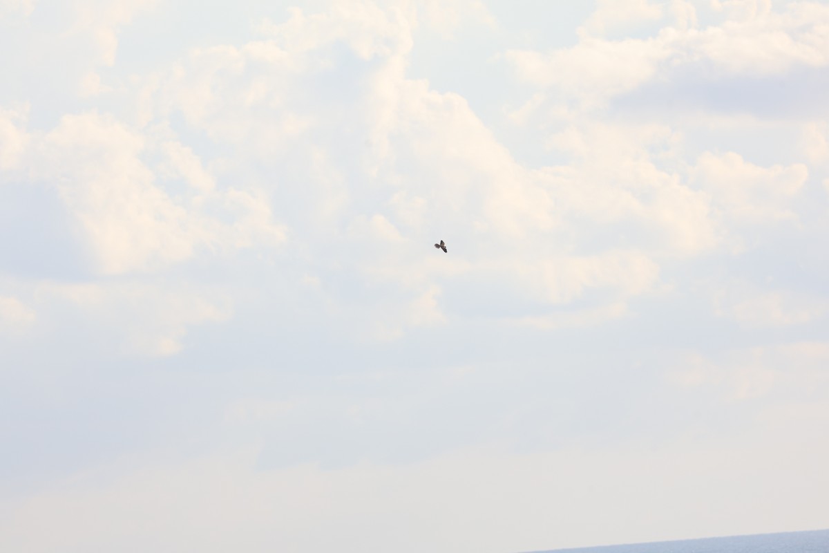 ostříž jižní - ML646030646