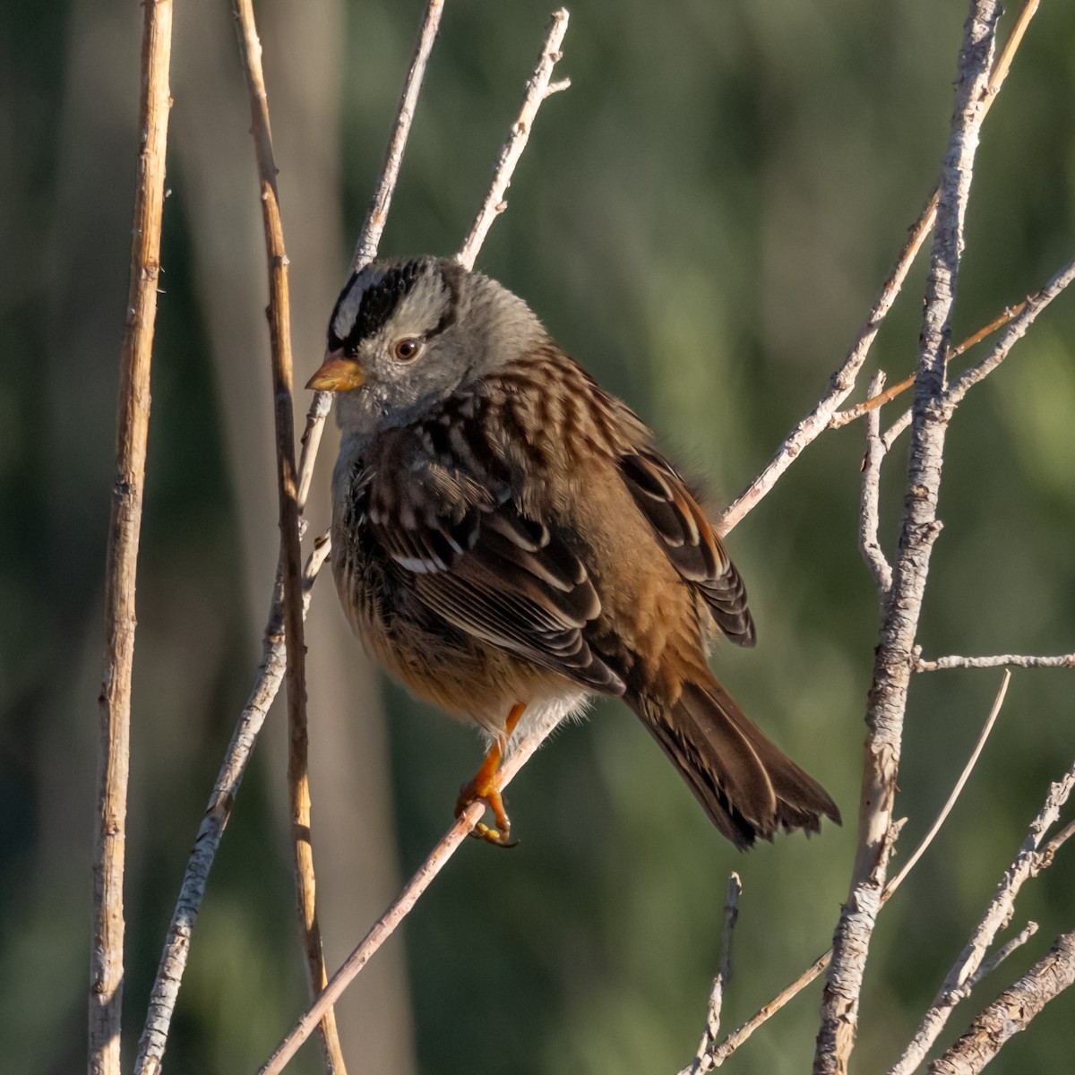 strnadec bělopásý (ssp. gambelii) - ML646030648