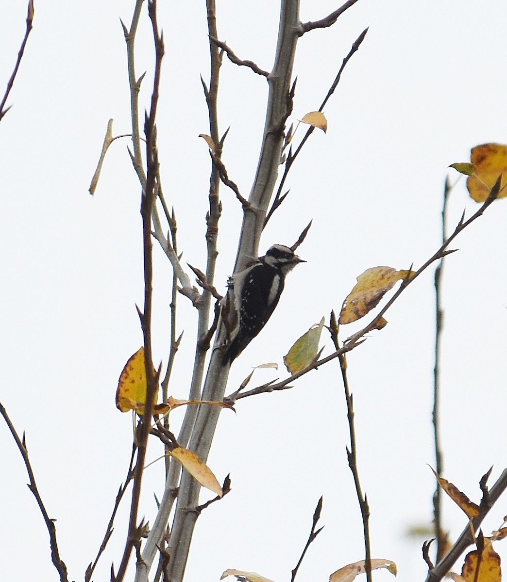 strakapoud osikový - ML646030650