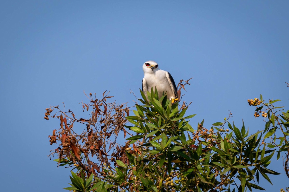 luněc šedý - ML646030651