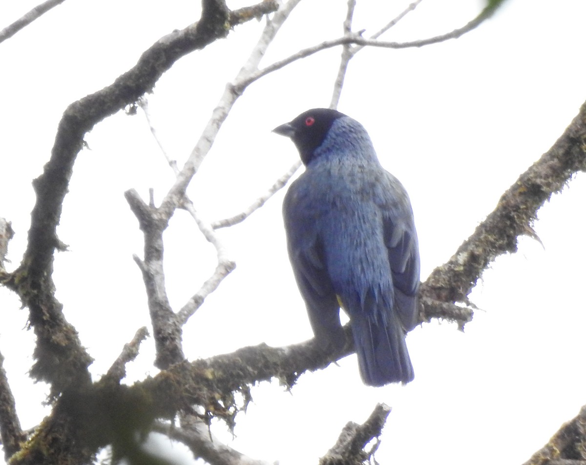 sylfa mozaiková - ML646030652