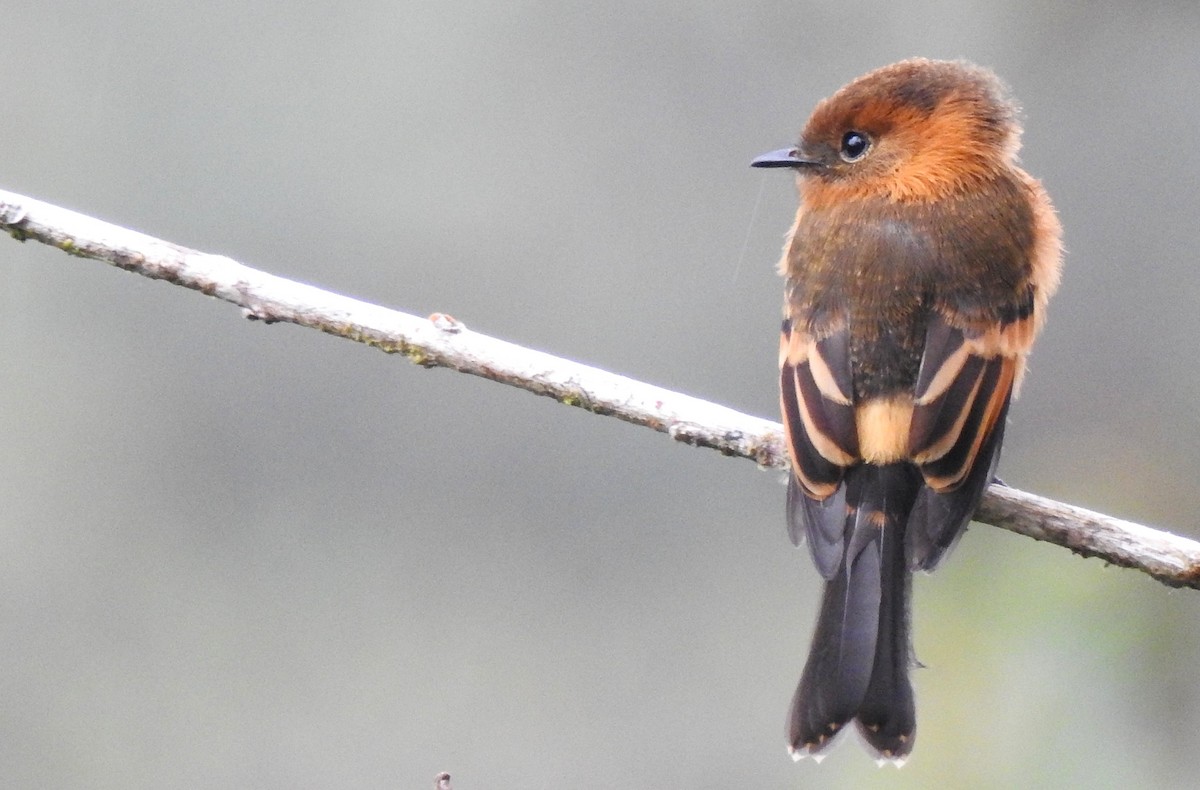 sylfa mozaiková - ML646030653