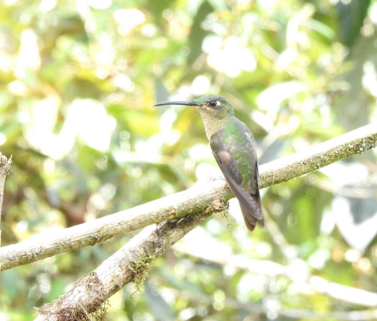 sylfa mozaiková - ML646030654