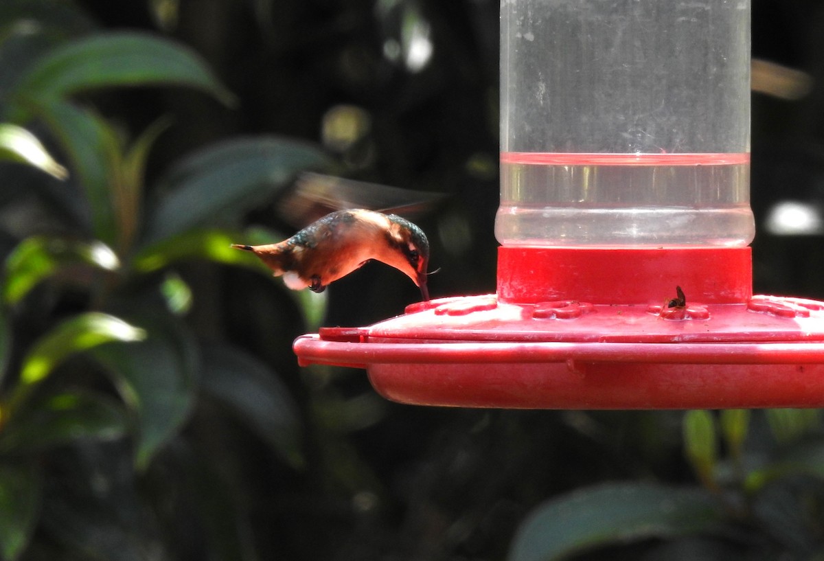 sylfa mozaiková - ML646030655