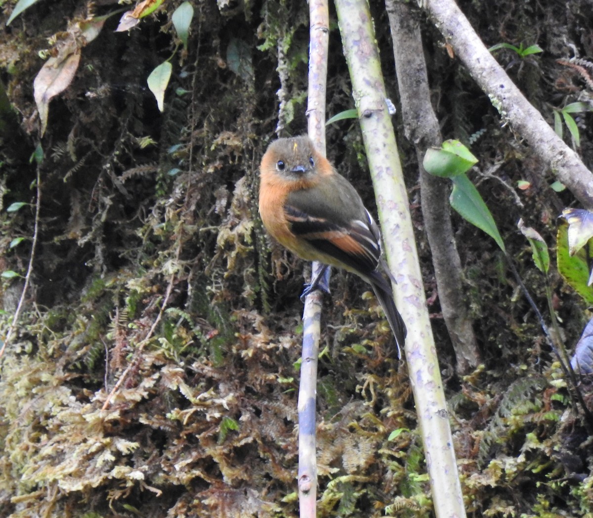 sylfa mozaiková - ML646030656