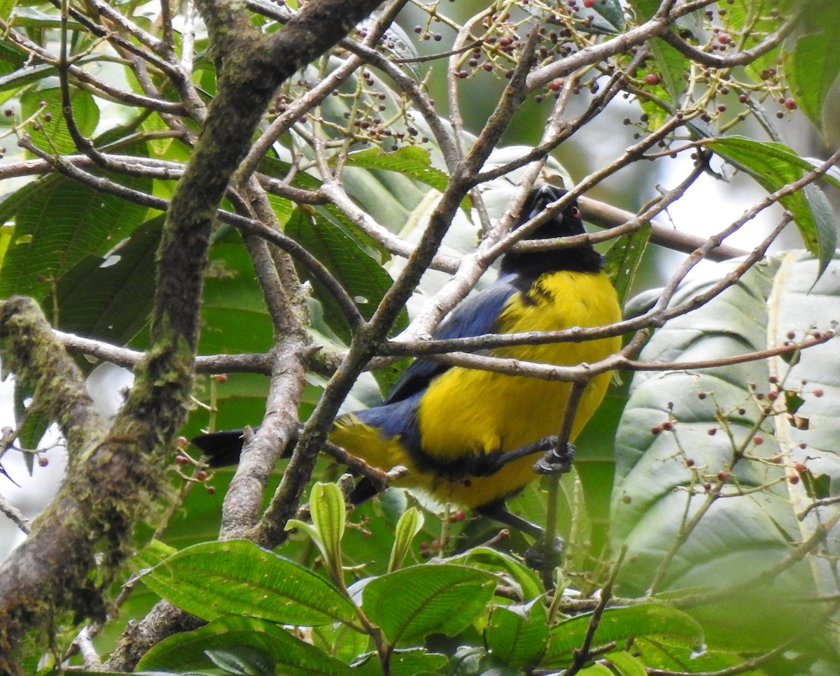 sylfa mozaiková - ML646030657