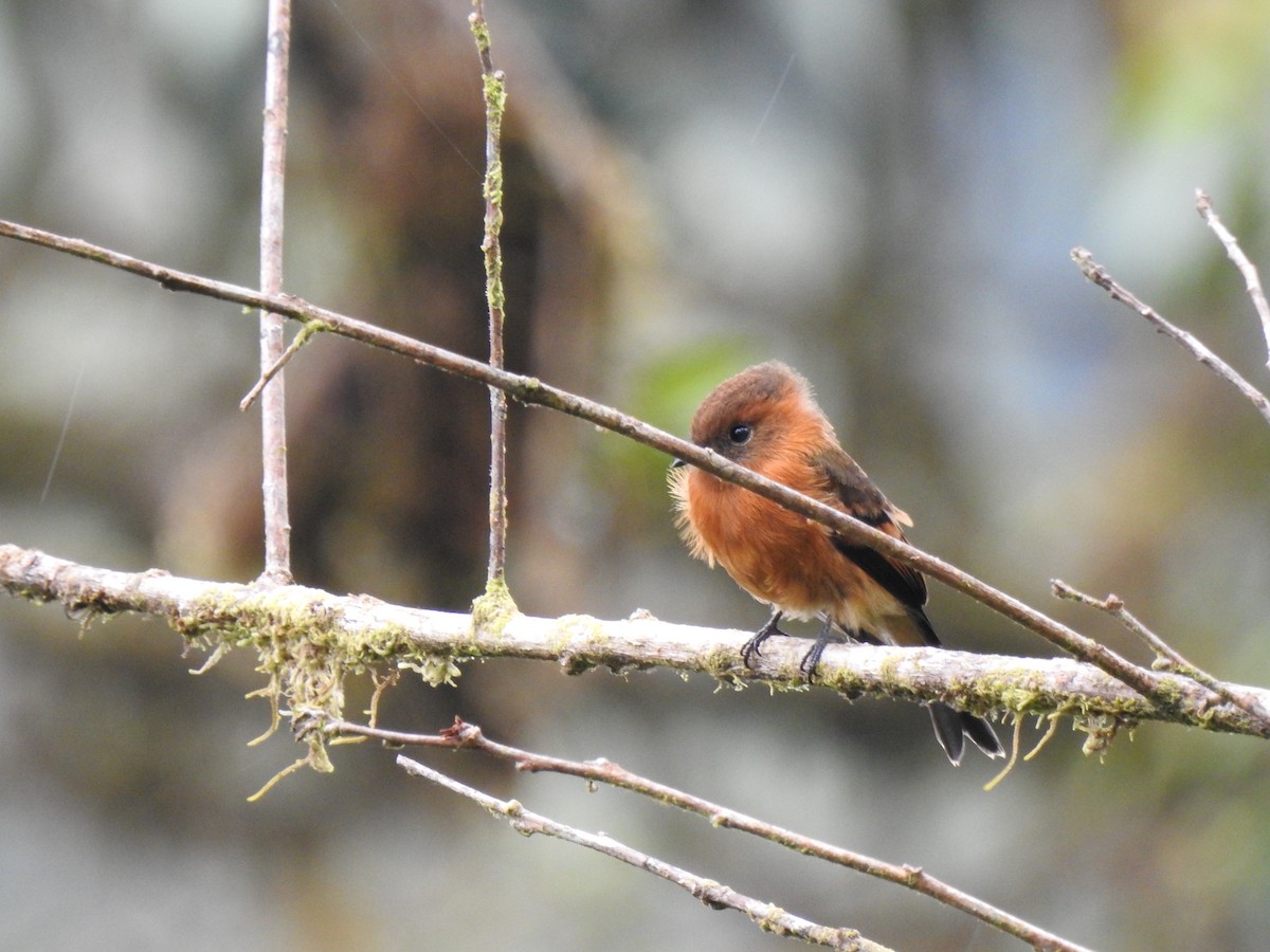 sylfa mozaiková - ML646030658