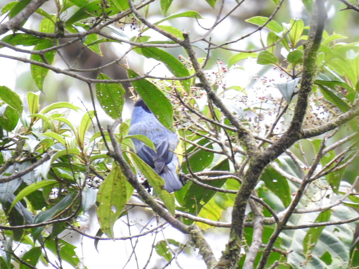 sylfa mozaiková - ML646030659