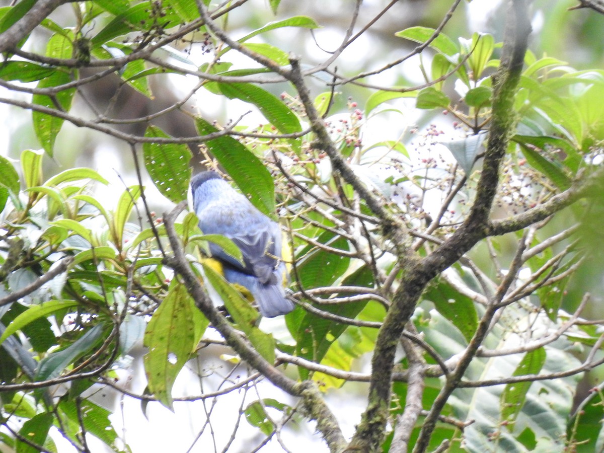 sylfa mozaiková - ML646030660