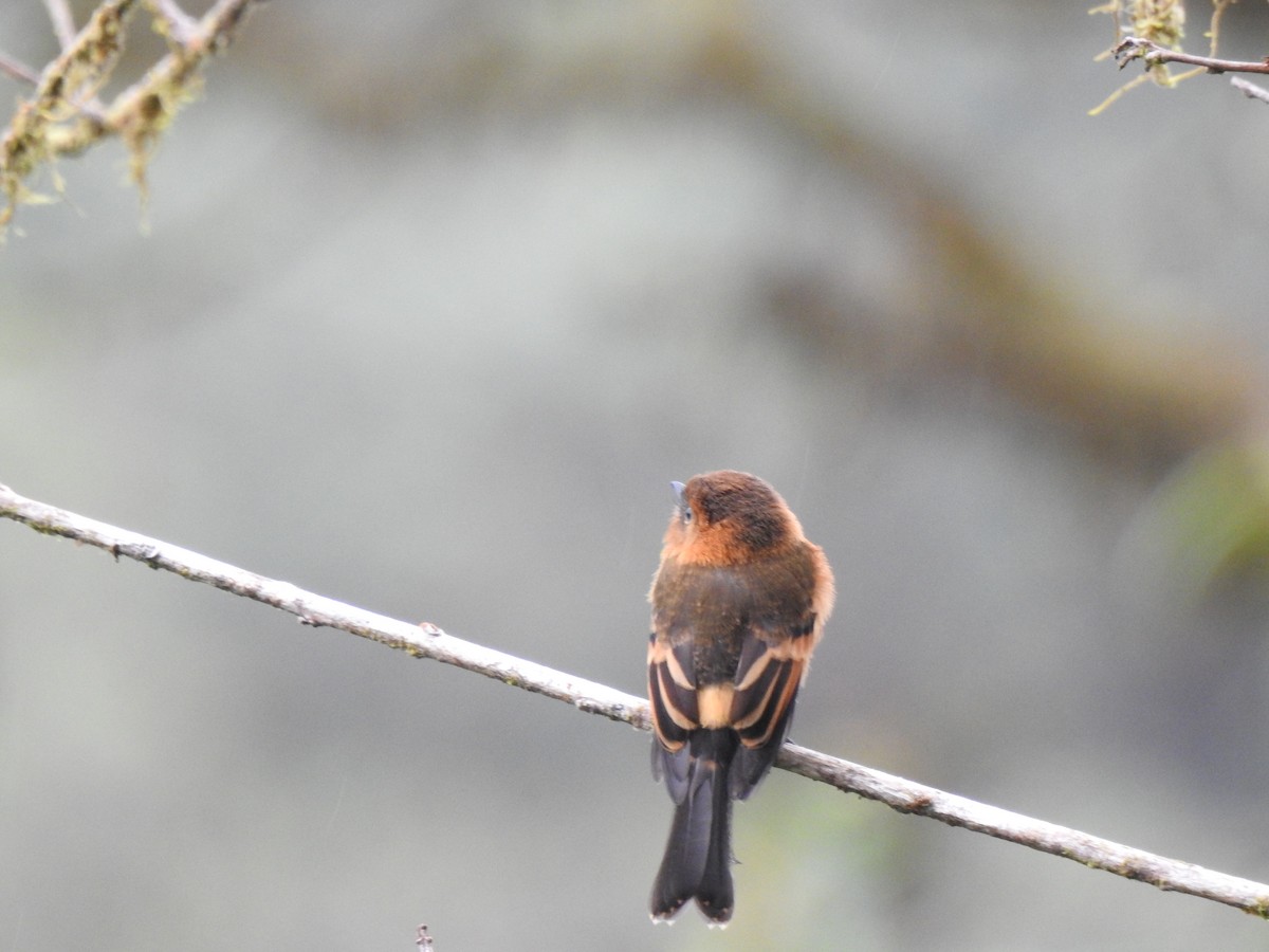 sylfa mozaiková - ML646030661