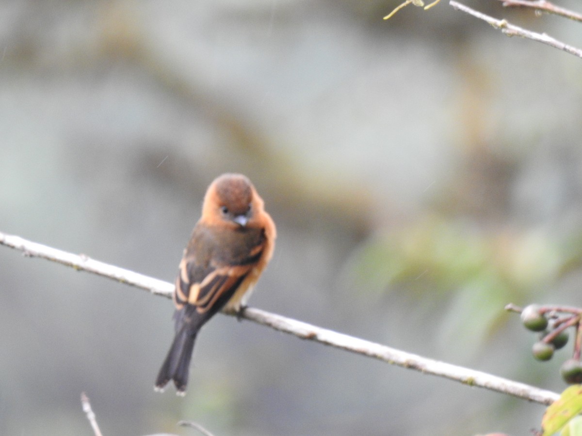 sylfa mozaiková - ML646030663