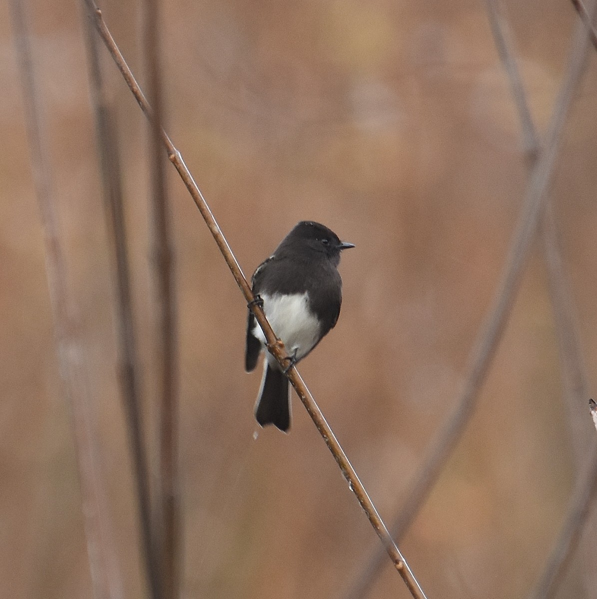 Black Phoebe - ML646030665